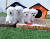 Photo №1. bichon maltais - à vendre en ville de Helsinki | négocié | Annonce №52240