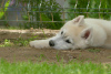 Photos supplémentaires: husky sibérien BEAU chien