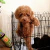 Photo №2 de l'annonce № 10759 de la vente chien bâtard - acheter à Fédération de Russie annonce privée