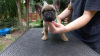 Photo №1. bouledogue - à vendre en ville de Штутгарт | 331€ | Annonce №117880