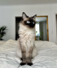 Photo №1. ragdoll - à vendre en ville de Гамбург | 400€ | Annonce № 101791