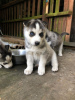 Photo №1. husky de sibérie - à vendre en ville de Bergisch Gladbach | 300€ | Annonce №81669