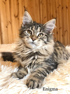 Photos supplémentaires: Maine Coon. Chatons