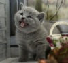 Photo №2 de l'annonce № 89833 de la vente british shorthair - acheter à Allemagne 