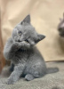 Photo №1. british shorthair - à vendre en ville de Wiesbaden | 250€ | Annonce № 95796