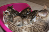 Photos supplémentaires: Chatons Bengal Cats vaccinés disponibles à l'adoption maintenant