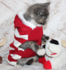 Photo №2 de l'annonce № 80908 de la vente chat de gouttière - acheter à USA annonce privée