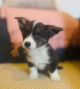 Photo №1. welsh corgi - à vendre en ville de Зальцбург | 350€ | Annonce №60320