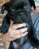 Photo №1. bouledogue - à vendre en ville de Штутгарт | 360€ | Annonce №127364