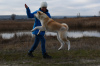 Photo №4. Je vais vendre akita (chien) en ville de Cherkassky Bishkin. de la fourrière - prix - négocié