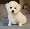 Photo №1. bichon à poil frisé - à vendre en ville de Дублин | négocié | Annonce №42576