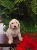 Photo №1. labradoodle - à vendre en ville de Vilovo | 300€ | Annonce №74953