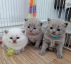 Photo №1. british shorthair - à vendre en ville de Brookvale | Gratuit | Annonce № 103619