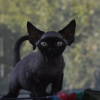 Photo №4. Je vais vendre devon rex en ville de Munich. annonce privée, éleveur - prix - 350€