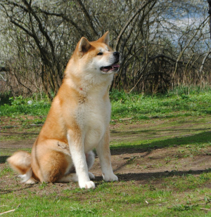 Photo №1. akita (chien) - à vendre en ville de Ryazan | 437€ | Annonce №6471