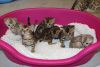 Photos supplémentaires: Chatons de race Bengal Cats disponibles à l'adoption