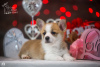 Photos supplémentaires: A vendre très beau chiot corgi gallois pembroke