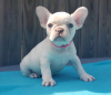 Photo №3. Adorable French Bulldog Puppies. Allemagne