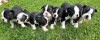 Photo №3. Adorables chiots Boston Terrier en adoption gratuite. Allemagne