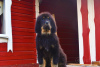 Photo №2 de l'annonce № 11932 de la vente dogue du tibet - acheter à Biélorussie annonce privée