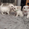 Photo №1. bichon maltais - à vendre en ville de Poznan | Gratuit | Annonce №71210