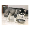 Photo №2 de l'annonce № 120686 de la vente husky de sibérie - acheter à Belgique annonce privée, éleveur