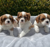 Photo №1. cavalier king charles spaniel - à vendre en ville de Vienna | 379€ | Annonce №38263