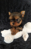 Photo №4. Je vais vendre yorkshire terrier en ville de Балыкесир. éleveur - prix - 473€