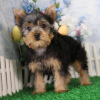 Photo №1. yorkshire terrier - à vendre en ville de Virginia Beach | 615€ | Annonce №50502