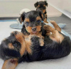 Photo №1. yorkshire terrier - à vendre en ville de Oklahoma | 379€ | Annonce №112529