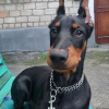 Photo №2 de l'annonce № 55805 de la vente dobermann - acheter à Ukraine annonce privée, de la fourrière, éleveur