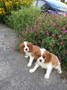 Photo №3. Adorables chiots Cavalier King Charles en adoption gratuite. Allemagne