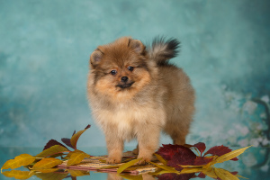 Photo №4. Je vais vendre spitz allemand en ville de Saratov. éleveur - prix - 500€