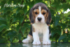 Photo №1. beagle - à vendre en ville de Стамбул | 473€ | Annonce №105175