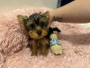 Photo №2 de l'annonce № 123494 de la vente yorkshire terrier - acheter à La Grande-Bretagne annonce privée