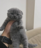 Photo №1. scottish fold - à vendre en ville de Cold Spring | 237€ | Annonce № 96238