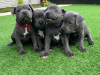 Photo №1. staffordshire bull terrier - à vendre en ville de Дублин | 400€ | Annonce №58339