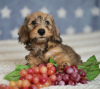 Photos supplémentaires: Chiots lapins teckel à poil dur, garçons, 3 mois