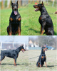 Photo №2 de l'annonce № 124058 de la vente dobermann - acheter à Serbie éleveur