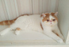 Photo №1. exotic shorthair - à vendre en ville de Minsk | 1000€ | Annonce № 62411