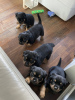 Photo №1. rottweiler - à vendre en ville de Saariselkä | 320€ | Annonce №123493