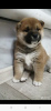 Photo №1. shiba - à vendre en ville de Кумертау | 431€ | Annonce №39297