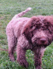 Photos supplémentaires: Chiots Lagotto Romagnolo