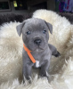 Photo №4. Je vais vendre staffordshire bull terrier en ville de Севилья. annonce privée - prix - Gratuit