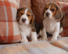 Photo №1. beagle - à vendre en ville de Siófok | négocié | Annonce №58246