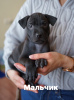 Photo №1. chien thaïlandais à crête dorsale - à vendre en ville de Vsevolozhsk | négocié | Annonce №9336