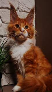 Photo №1. maine coon - à vendre en ville de Kharkov | Négocié | Annonce № 3232