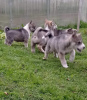 Photo №3. Chiots Laika de Sibérie occidentale à vendre. Biélorussie