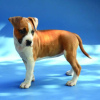 Photo №3. American Staffordshire Terrier - rochers. Serbie