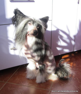 Photos supplémentaires: Il est proposé de tricoter un chien chinois à crête mâle.